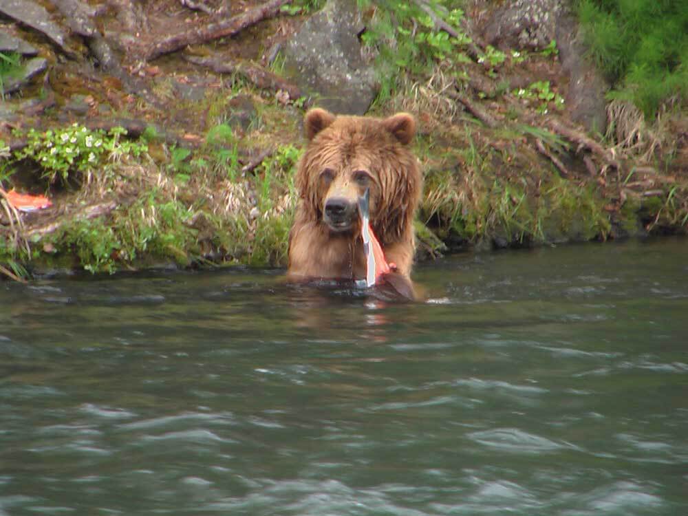 wildlife bear photo lake creek fishing lodge